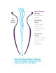 Plug Anal Fantasy Elite Collection Cristal S,D-236563