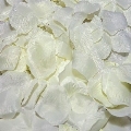 spicy devil - 100 vanilla petals